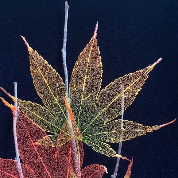 Japanese Maple Leaf Lines Framed Art - Picture 10 of 10